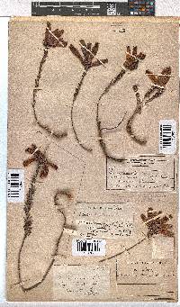 Erica cerinthoides image