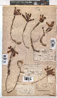 Erica cerinthoides image