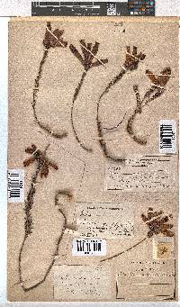 Erica cerinthoides image