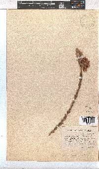 Erica cerinthoides image