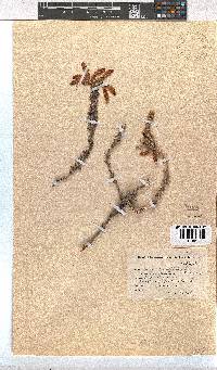 Erica cerinthoides image