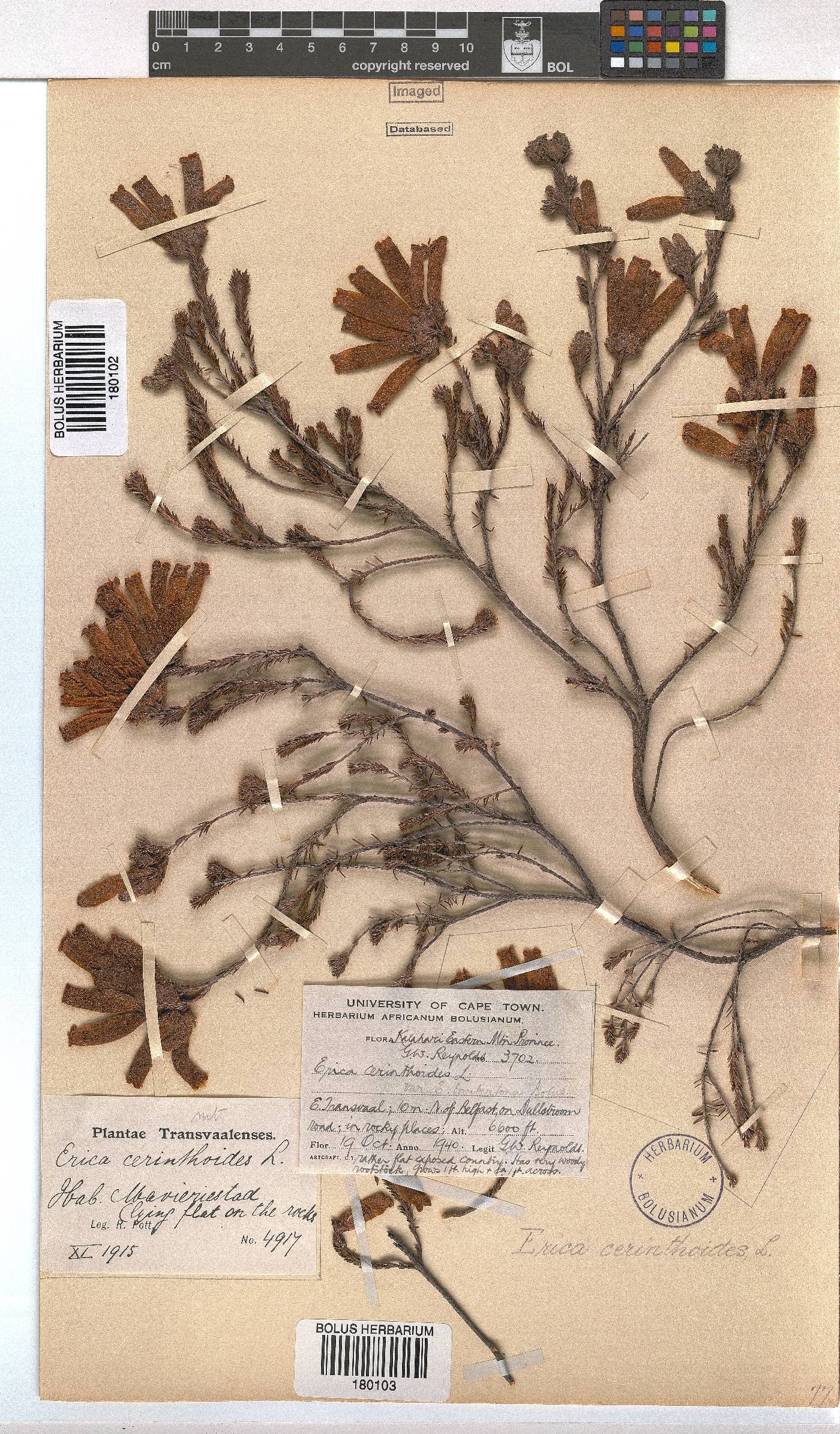 Erica cerinthoides var. barbertona image