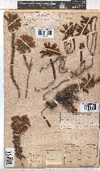 Erica cerinthoides image