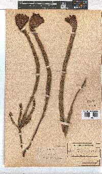 Erica cerinthoides image