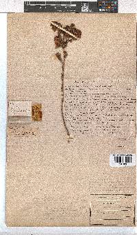 Erica cerinthoides image