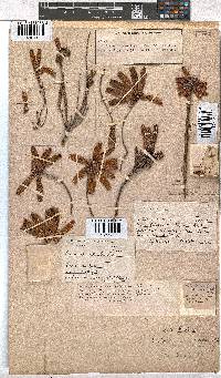 Erica cerinthoides image