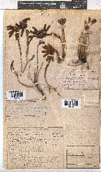 Erica cerinthoides image