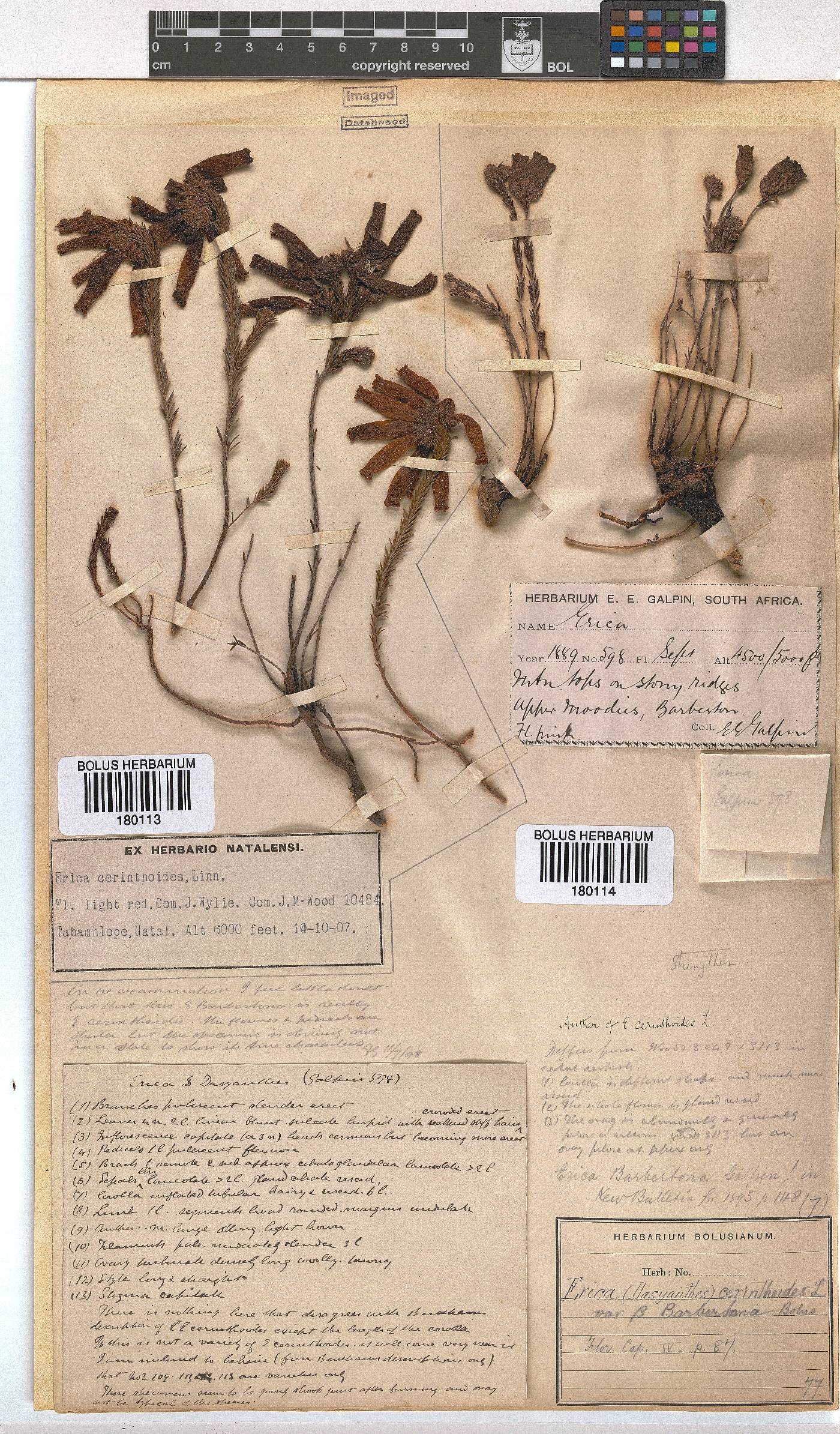 Erica cerinthoides var. barbertona image