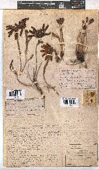 Erica cerinthoides image