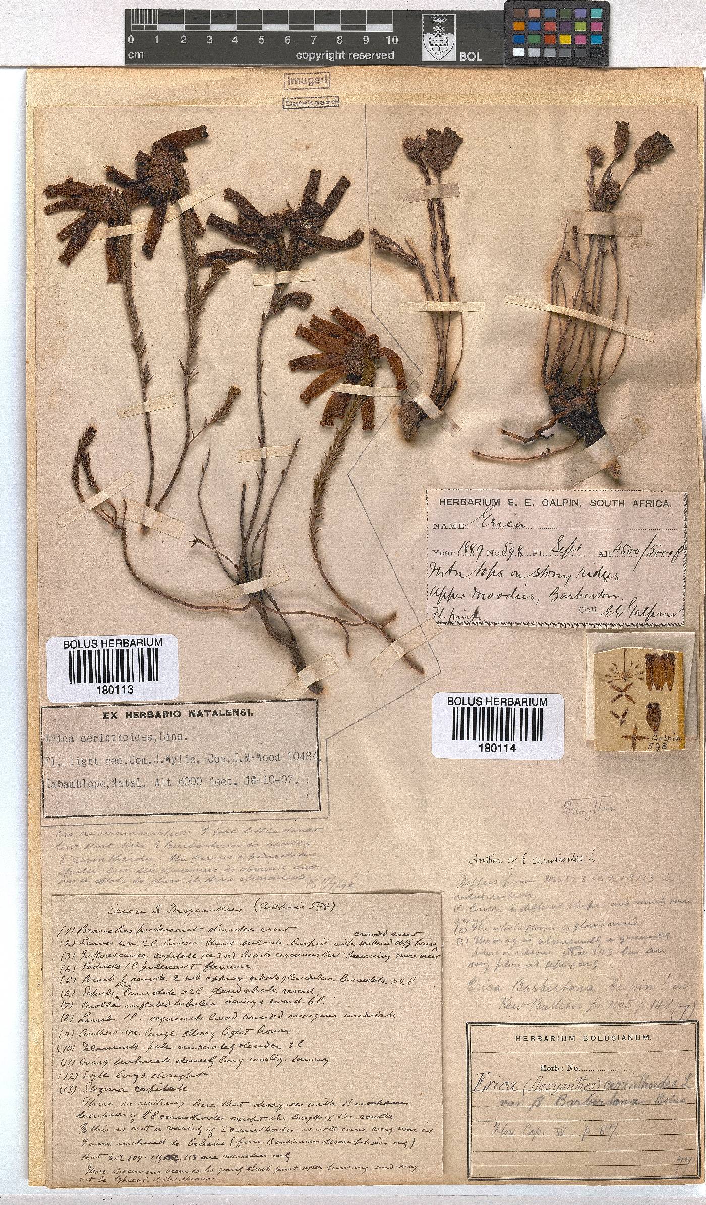 Erica cerinthoides var. barbertona image