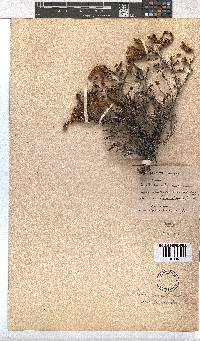 Erica cerinthoides image