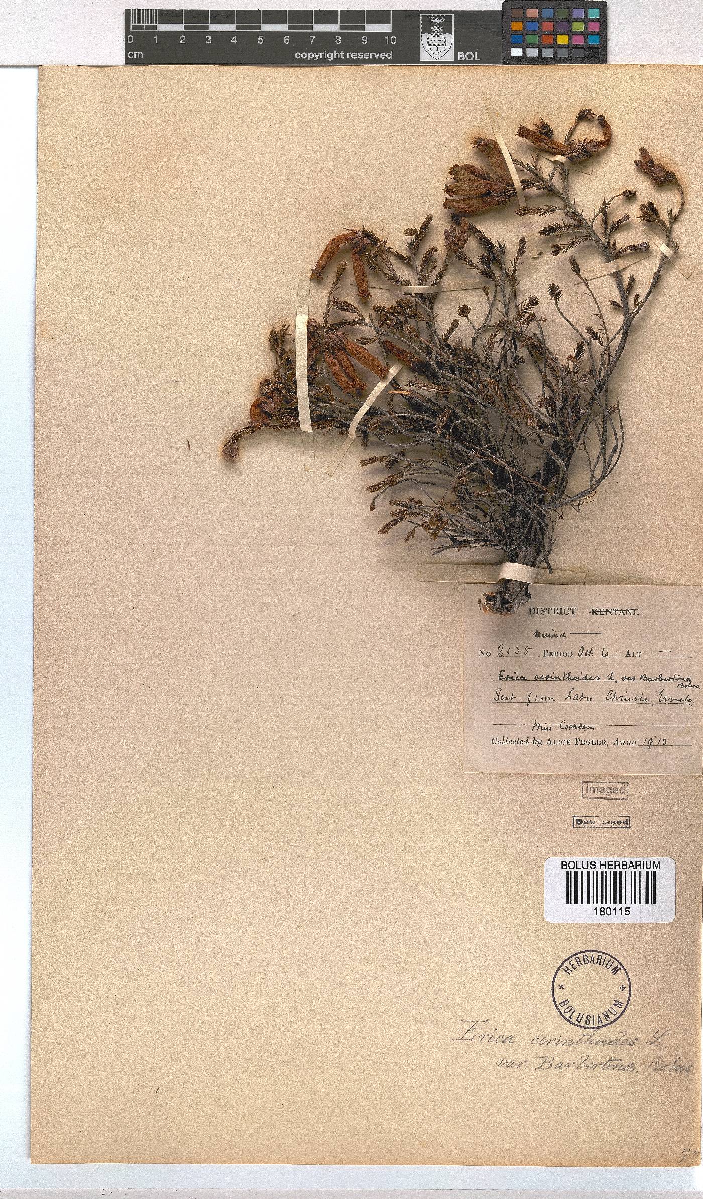 Erica cerinthoides image
