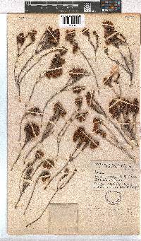 Erica cerinthoides image