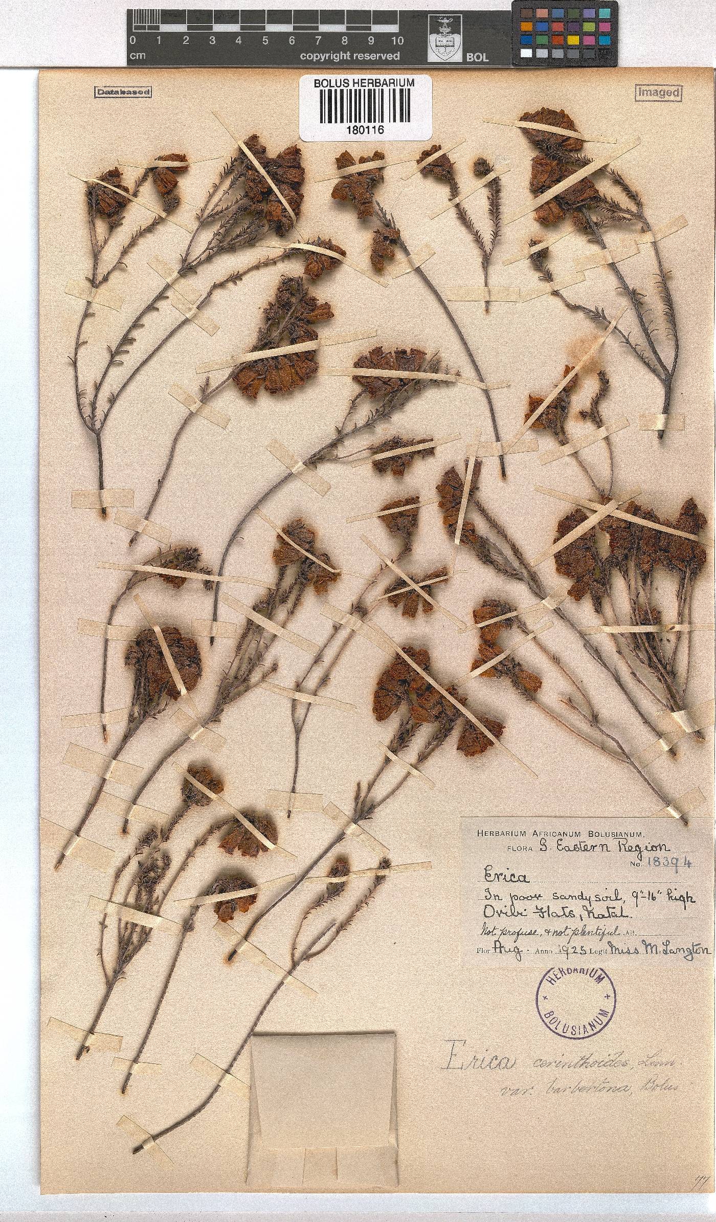 Erica cerinthoides var. barbertona image