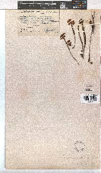 Erica cerinthoides image