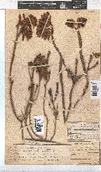 Erica cerinthoides image