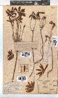 Erica cerinthoides image