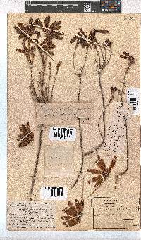 Erica cerinthoides image