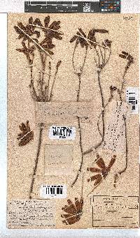 Erica cerinthoides image