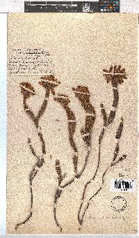 Erica cerinthoides image