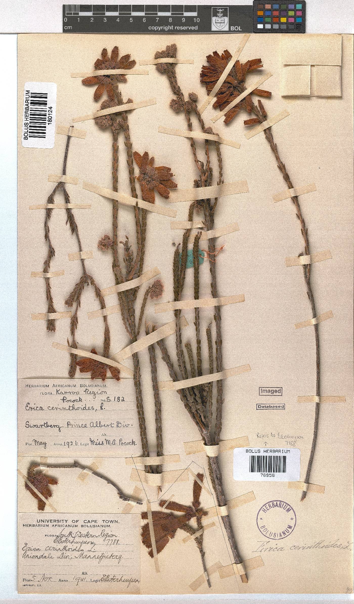 Erica cerinthoides image