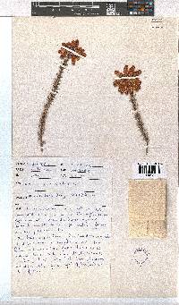 Erica cerinthoides image