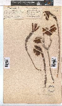 Erica cerinthoides image