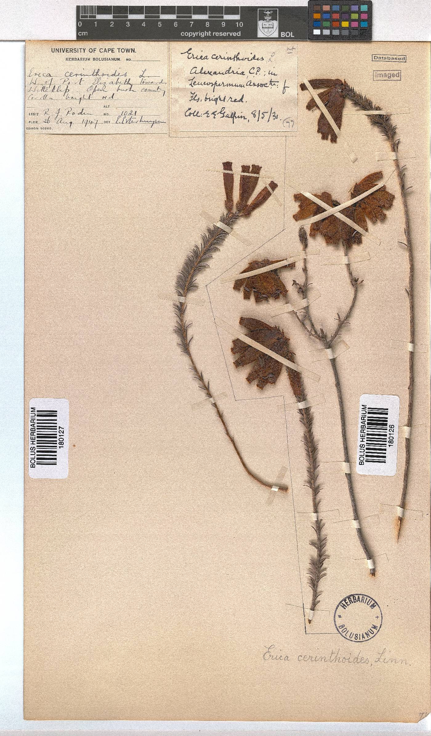 Erica cerinthoides image