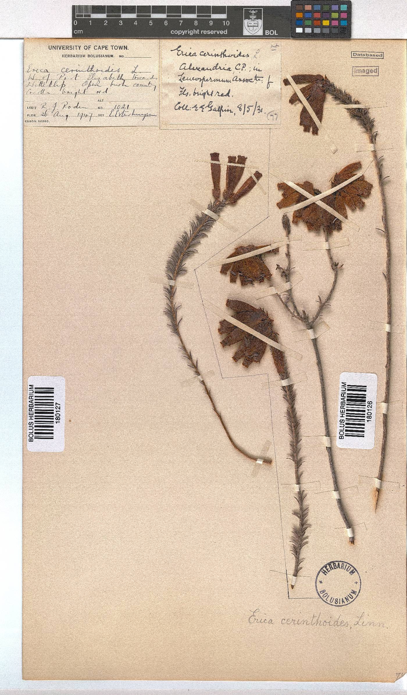 Erica cerinthoides image