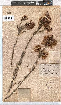 Erica cerinthoides image