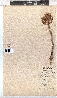 Erica cerinthoides image