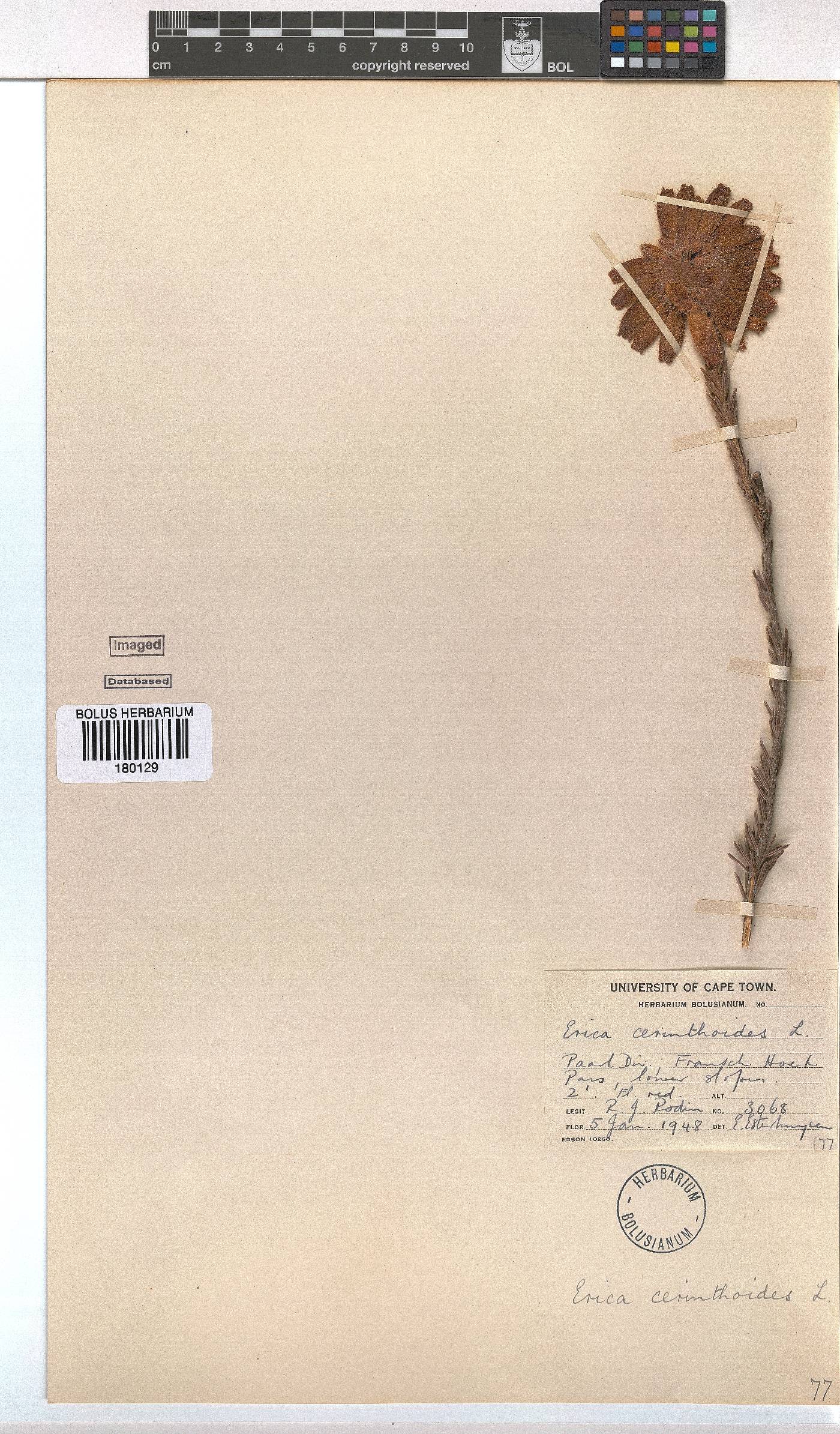 Erica cerinthoides image