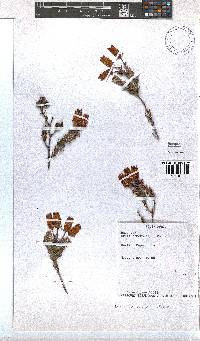 Erica cameronii image