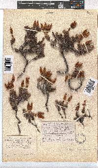 Erica cameronii image