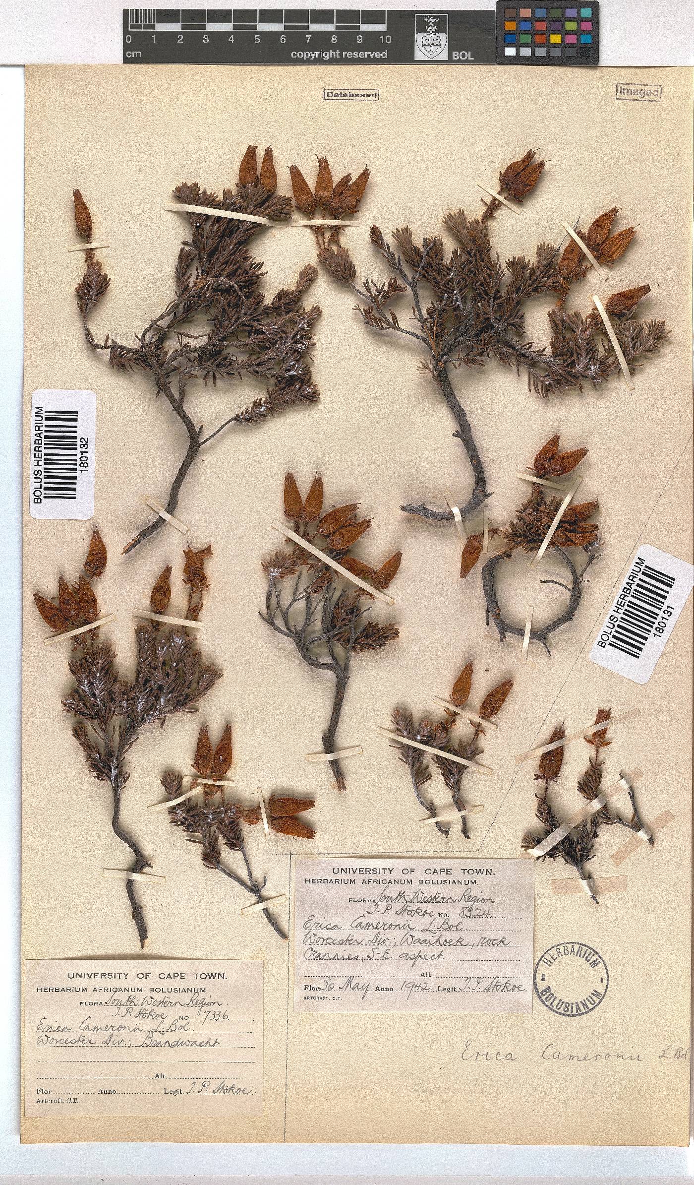 Erica cameronii image