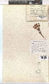 Erica cameronii image