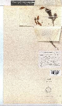 Erica cameronii image