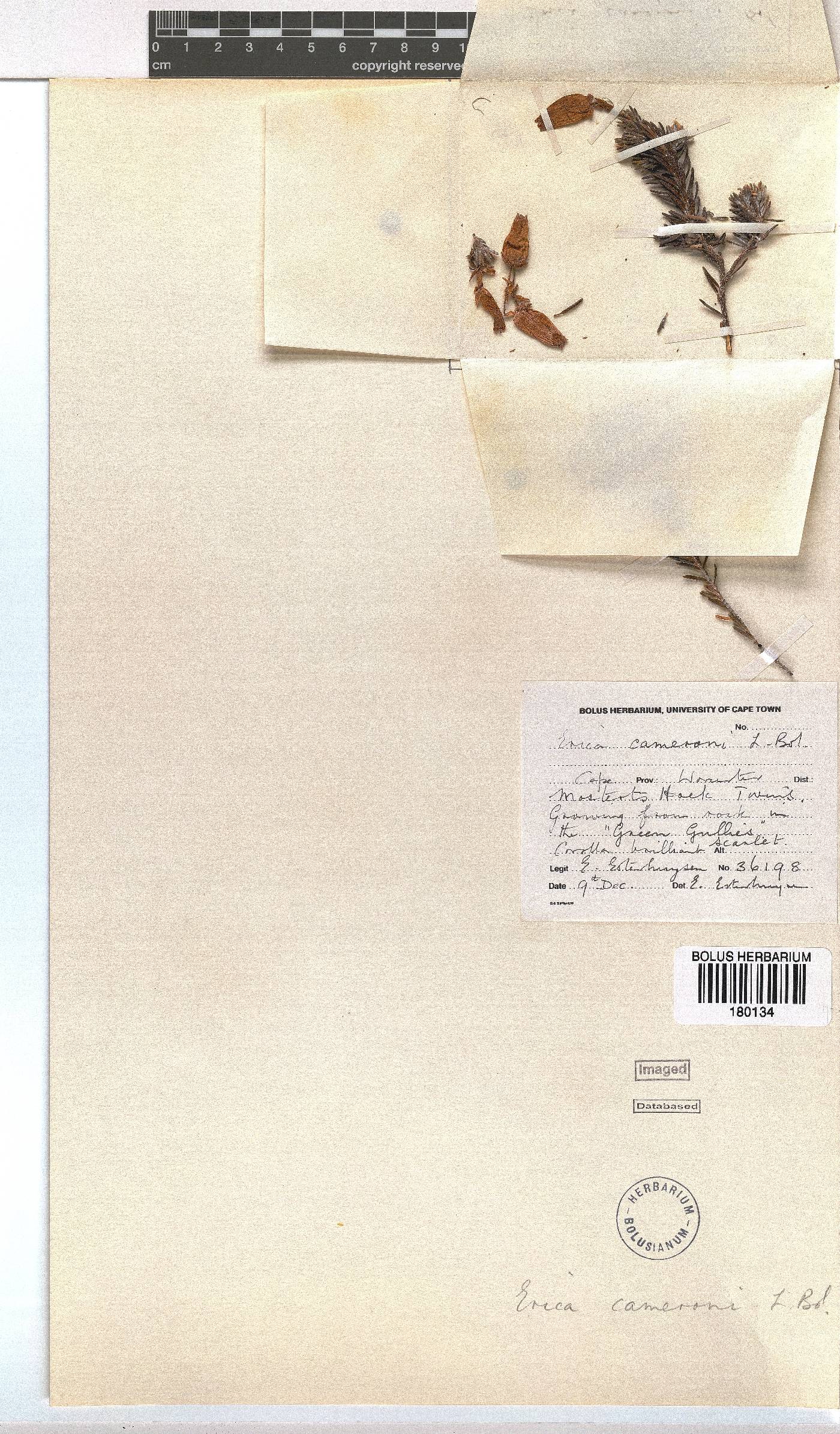 Erica cameronii image