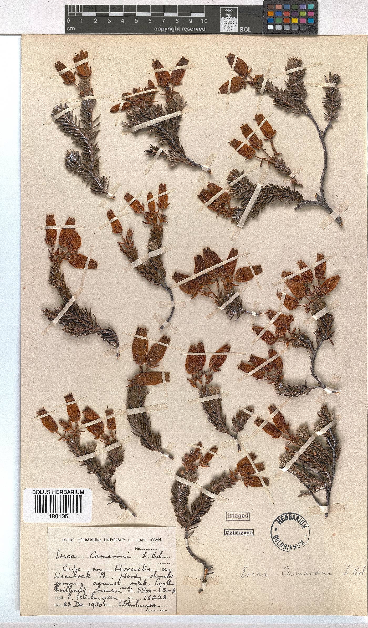 Erica cameronii image