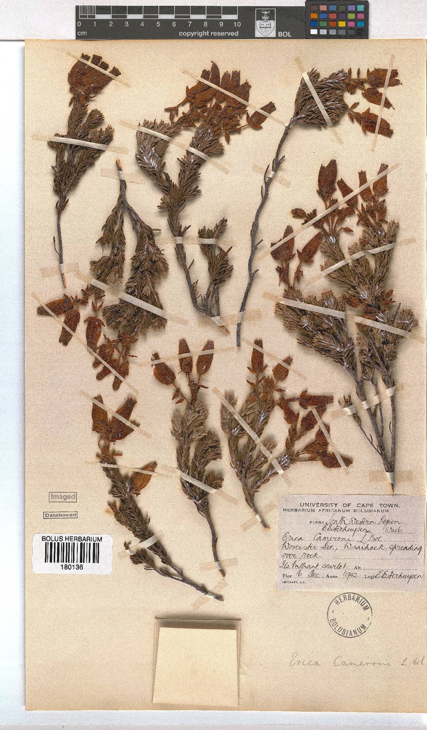 Erica cameronii image