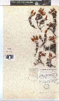 Erica cameronii image