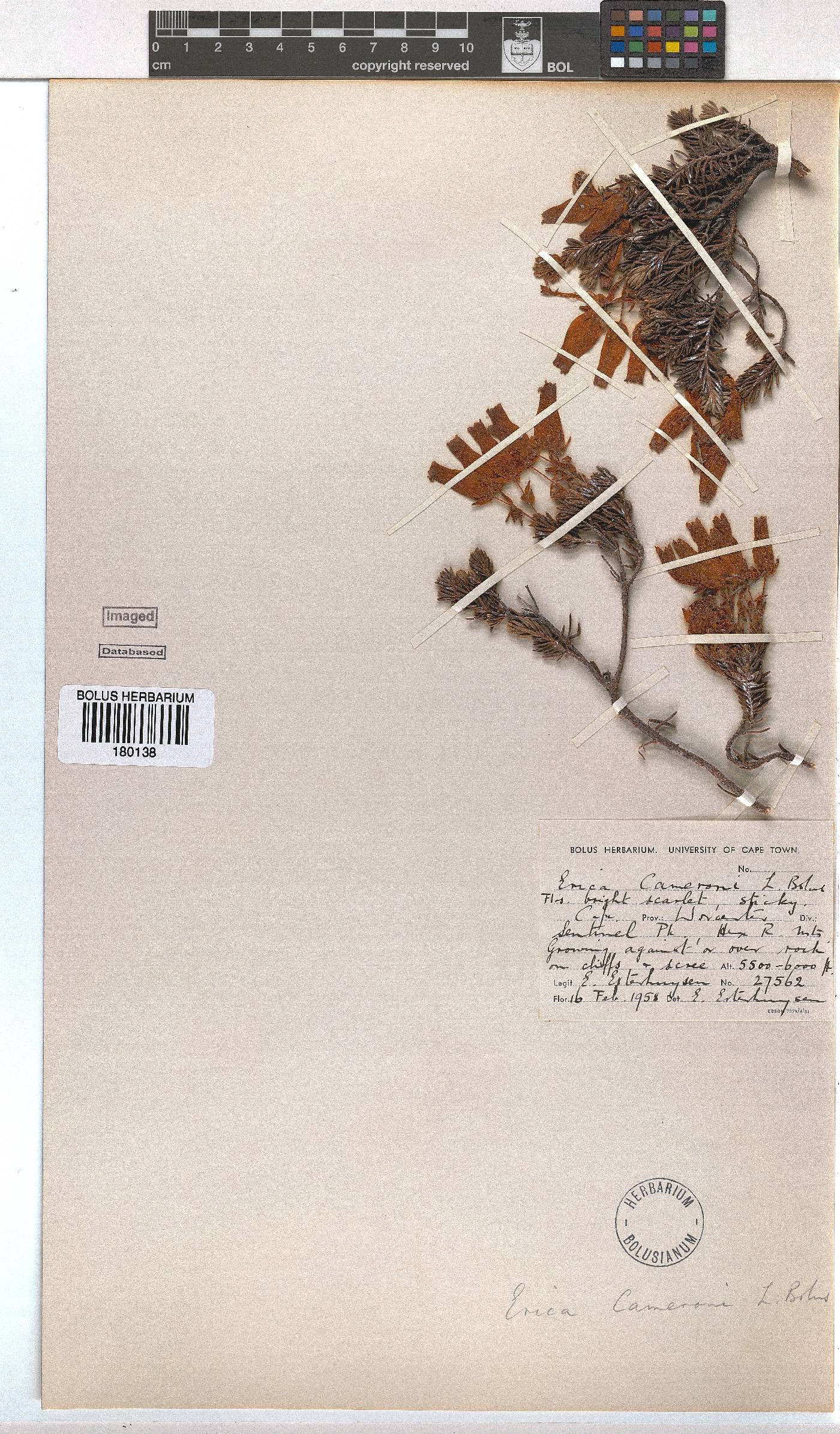 Erica cameronii image