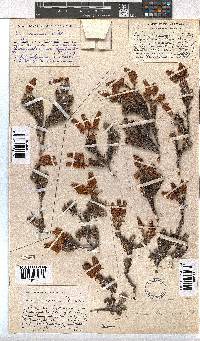 Erica cameronii image