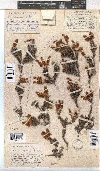 Erica cameronii image