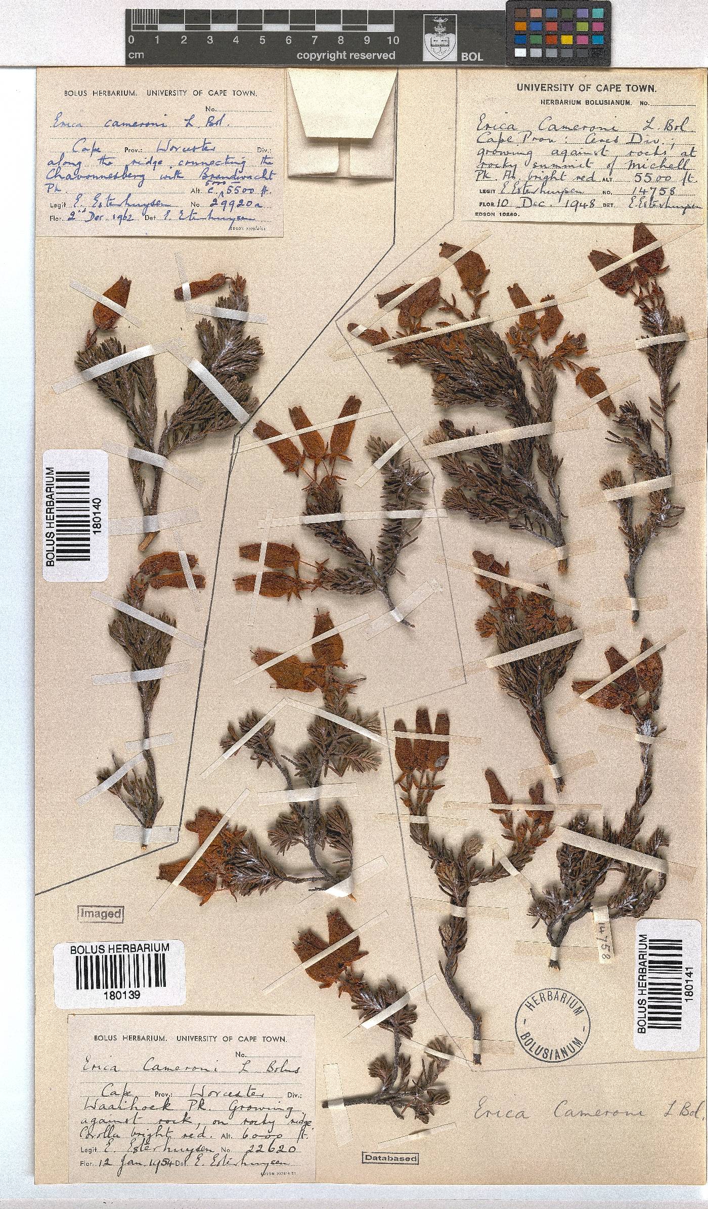 Erica cameronii image