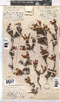 Erica cameronii image