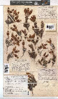 Erica cameronii image