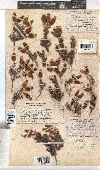 Erica cameronii image