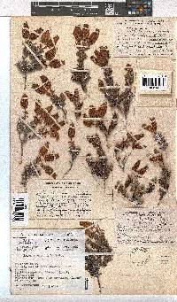 Erica cameronii image