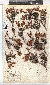 Erica cameronii image